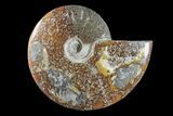 Polished Ammonite (Cleoniceras) Fossil - Madagascar #166388-1